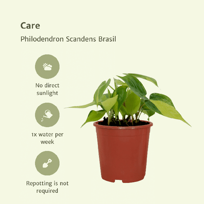 Baumfreund - Philodendron Scandens Brasil - Zimmerpflanze - Ø12cm - ↕15cm - 4 Stück
