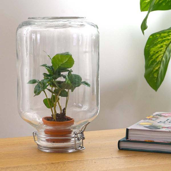 Flaschengarten - Terrarium - Easyplant - Coffea Arabica