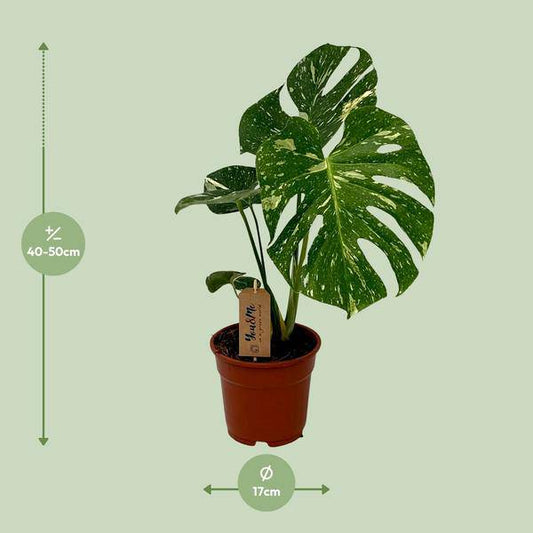 Köstliches Fensterblatt Monstera Deliciosa – Zimmerpflanze – Ø17cm – ↕50cm – Tropische, pflegeleichte Zimmerpflanze mit markanten fensterartigen Blättern – Halbschatten geeignet 