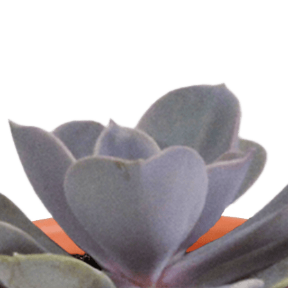 Sukkulenten Kaktus Mix - 5,5 cm - 15 Stück - Zimmerpflanze - im Terrakotta-Topf