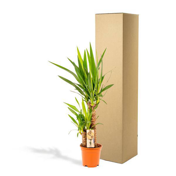 Yucca - Ø17cm - ↕90cm - Oasis of Life