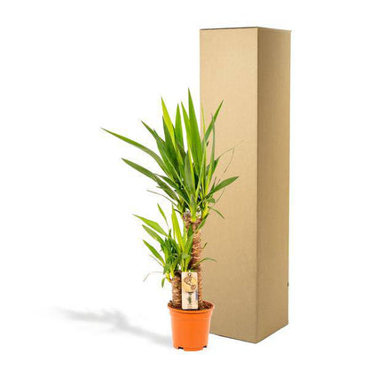 Yucca - Ø17cm - ↕90cm - Oasis of Life