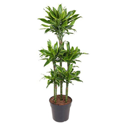 Drachenbaum - Dracaena Golden Coast Karussell - Zimmerpflanze - 150 cm - ø31cm