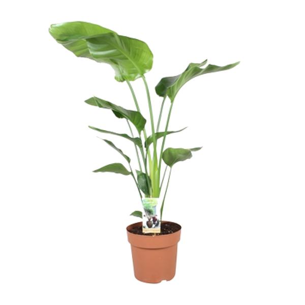Baum-Strelitzie - Strelitzia Nicolai - Zimmerpflanze - Ø21cm - ↕90cm