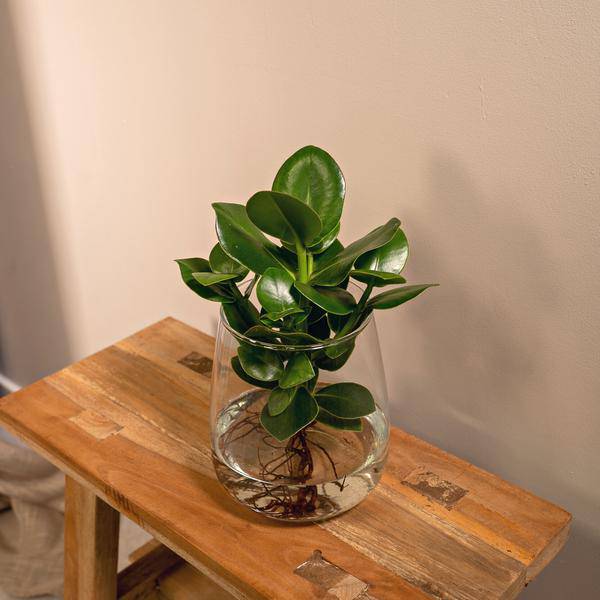 Balsamapfel Clusia – Hydroponische Zimmerpflanze im Kingston Glas – Ø12cm – 30cm Höhe – grünes dekoratives Laub – pflegeleicht & ohne Blüten 
