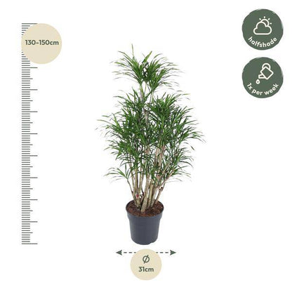 Drachenbaum – Dracaena Anita 160cm – Ø31cm – Verzweigte Zimmerpflanze mit schmalen grünen Blättern – Pflegeleichte Grünpflanze für Wohnzimmer, Büro & Wintergarten 