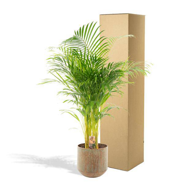 Areca-Palme mit Topf - ↨130cm - Ø24cm - Oasis of Life