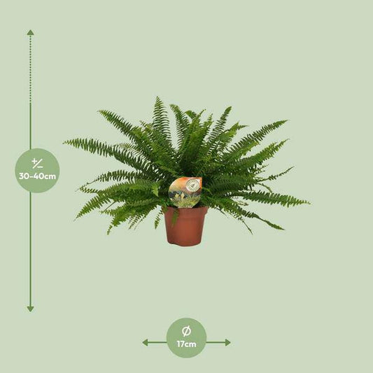 Schwertfarn - Nephrolepis Green Lady - Zimmerpflanze - Ø17cm - ↕40cm 
