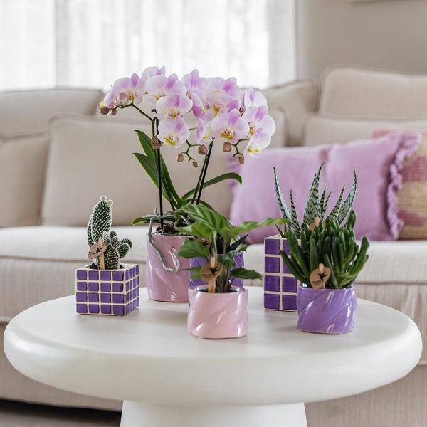 Candy Dekotopf Rosa – Ø6cm – Runder Keramik Blumentopf – Moderner Mini Blumentopf für Orchideen & kleine Zimmerpflanzen – Dekoration für Wohnzimmer, Küche & Büro 