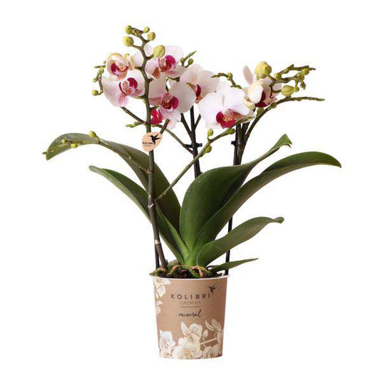 Weiße Phalaenopsis-Orchidee - Mineral Gibraltar - Topfgröße Ø9cm | blühende Zimmerpflanze - frisch vom Züchter - Oasis of Life