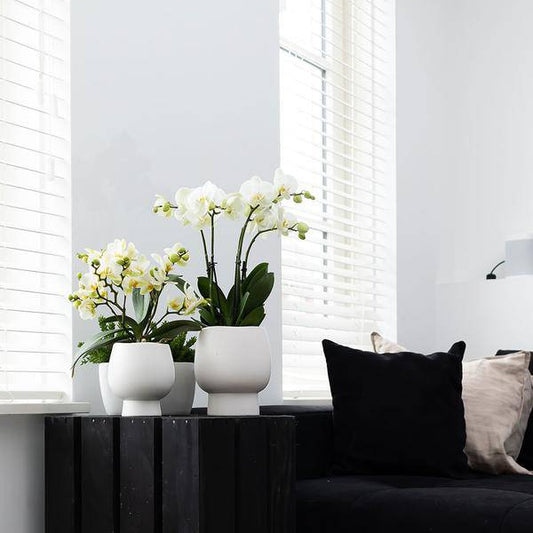 Kolibri Orchids | Weiße Phalaenopsis Orchidee - Amabilis + Scandic Ziertopf weiß - Topfgröße Ø9cm - 45cm hoch | blühende Zimmerpflanze im Blumentopf - frisch vom Züchter - Oasis of Life
