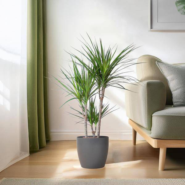 Dracaena Marginata mit Viber-Topf grau - 95 cm - Ø21 - Oasis of Life