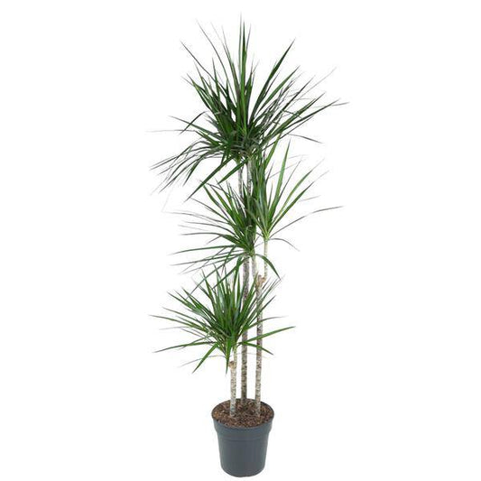 Drachenbaum – Dracaena Marginata 160cm – Ø24cm – Zimmerpflanze mit roten Blatträndern – Elegante pflegeleichte Grünpflanze im elho Greenville Round Topf Braun für Wohnzimmer, Büro & Wintergarten 