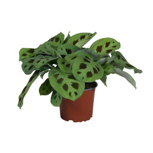 Pfeilurz - Maranta Leuconeura Kerchoveana Zimmerpflanze - Ø12cm - ↕30cm 
