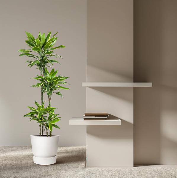 Drachenbaum - Dracaena Golden Coast - Zimmerpflanze - 140cm - ø27cm
