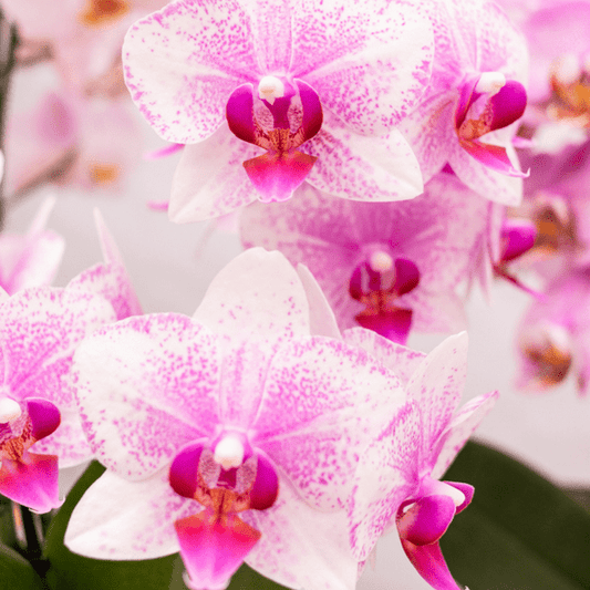 Rosa Phalaenopsis Orchidee - Mineral Rotterdam - Topfgröße Ø9cm | blühende Topfpflanze - frisch vom Züchter - Oasis of Life