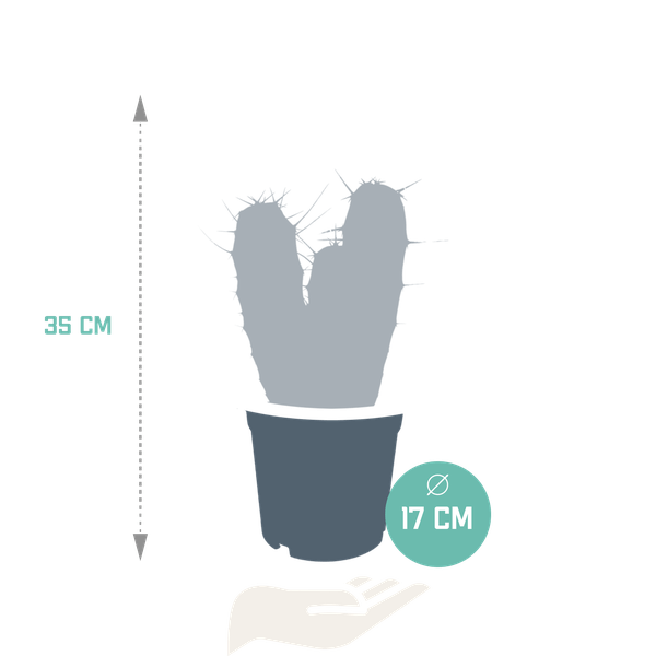Kaktus - Myrtillocactus Geometrizans - Zimmerpflanze - 17 cm