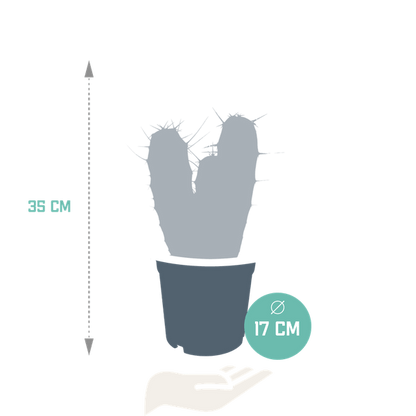 Kaktus - Myrtillocactus Geometrizans - Zimmerpflanze - 17 cm