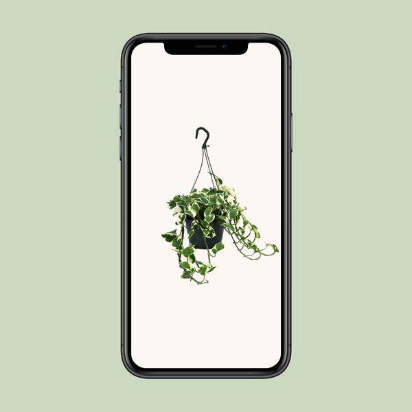 Gefleckte Efeutute - Scindapsus Epipremnum N'Joy - Zimmerpflanze - Ø15cm - ↕35cm