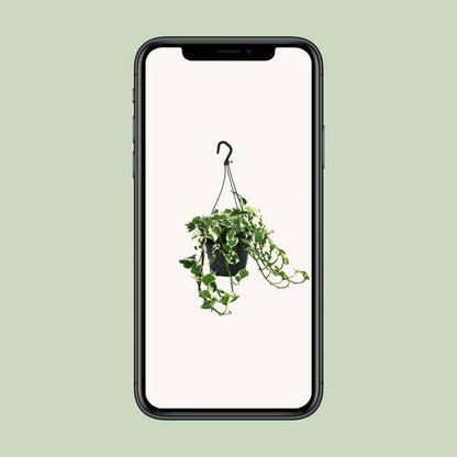 Gefleckte Efeutute - Scindapsus Epipremnum N'Joy - Zimmerpflanze - Ø15cm - ↕35cm