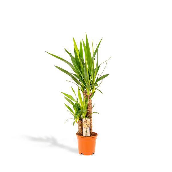 Yucca - Ø17cm - ↕90cm - Oasis of Life