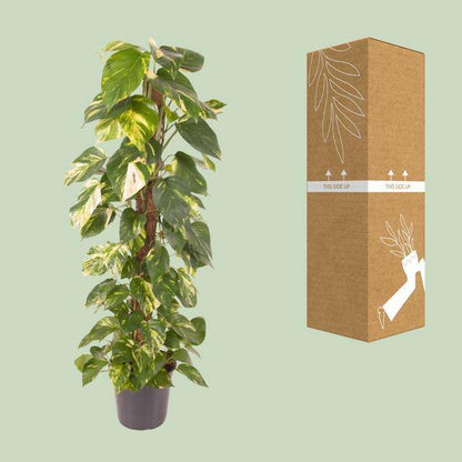 Efeutute - Epipremnum Pinnatum - Zimmerpflanze - Ø24cm - ↕120cm
