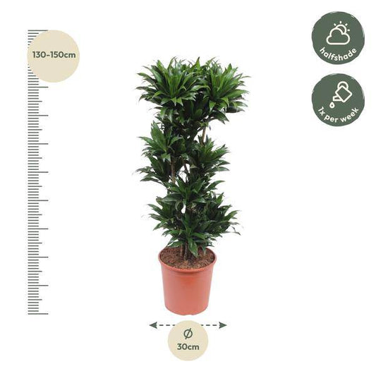 Drachenbaum - Dracaena Compacta - Zimmerpflanze - 140cm - ø30cm 