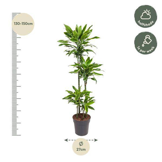 Drachenbaum – Dracaena Golden Coast 140cm – Ø27cm – Zimmerpflanze mit grün-goldenen Blättern – Pflegeleichte Grünpflanze für Wohnzimmer, Büro & Wintergarten 
