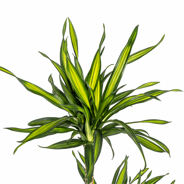 Dracaena Deremensis Rikki - Drachenbaum - Zimmerpflanze - Ø19cm - ↕70-90cm 