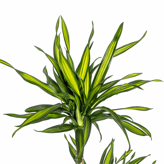 Dracaena Deremensis Rikki - Drachenbaum - Zimmerpflanze - Ø19cm - ↕70-90cm 