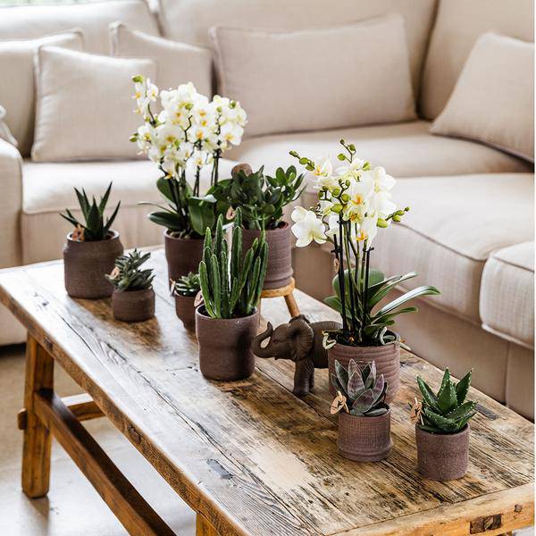 Bali Dekotopf - Braun - Ø6cm 