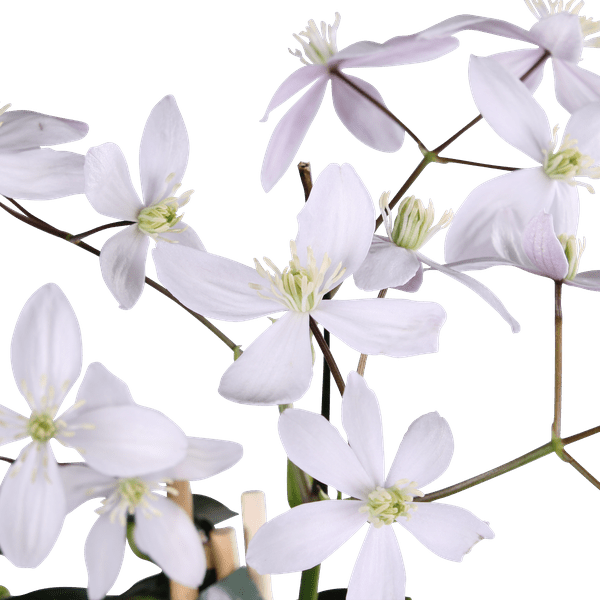 Waldrebe - Clematis armandii Appple Blossom - Immergrüne Clematis Hellrosa - Ø15cm - ↕65cm