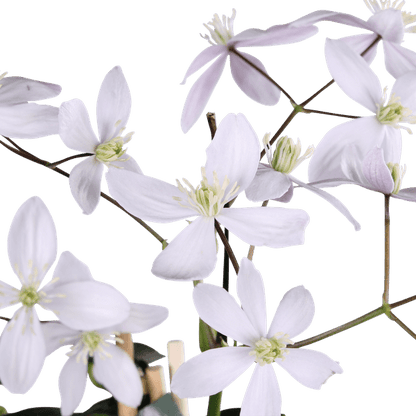 Waldrebe - Clematis armandii Appple Blossom - Immergrüne Clematis Hellrosa - Ø15cm - ↕65cm
