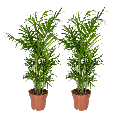 Mexikanische Bergpalme - Chamaedorea Elegans - Zimmerpflanze - Ø12cm - ↕40cm - 2 Stück