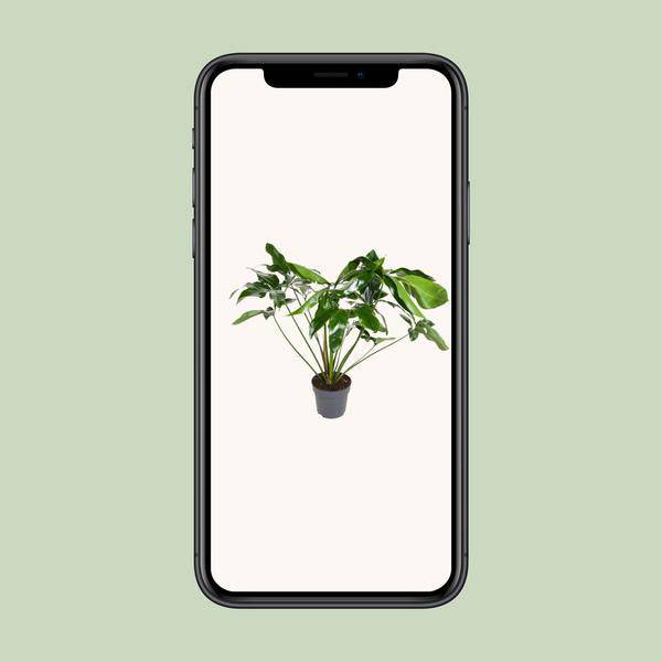 Baumfreund - Philodendron Green  Wonder - Zimmerpflanze - Ø24cm - ↕100cm