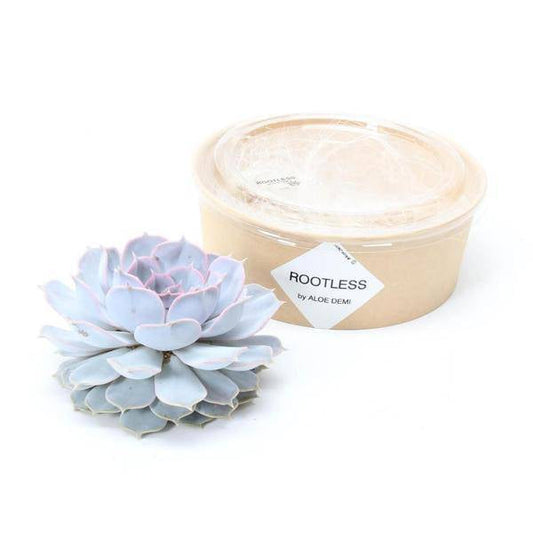 Sukkulente - Echeveria Lilacina - Zimmerpflanze - Ø12-14cm - ↕5cm 