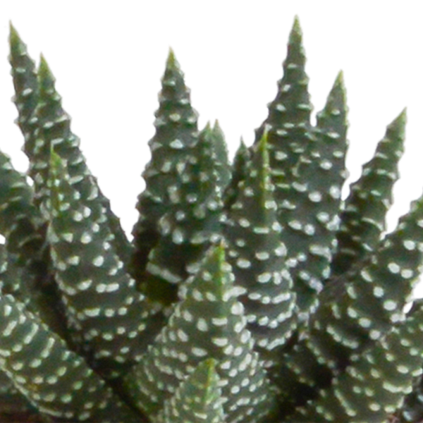 Sukkulenten - Gasteria/Haworthia - Mix - 5,5cm - 5 Stück - Zimmerpflanze - im Terrakotta-Topf