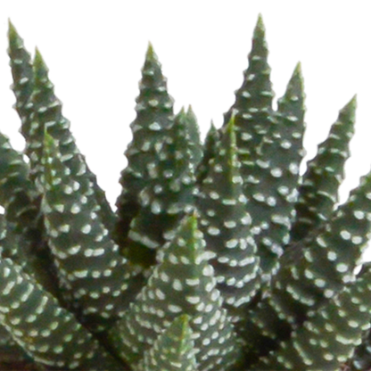Sukkulenten - Gasteria/Haworthia - Mix - 5,5cm - 5 Stück - Zimmerpflanze - im Terrakotta-Topf