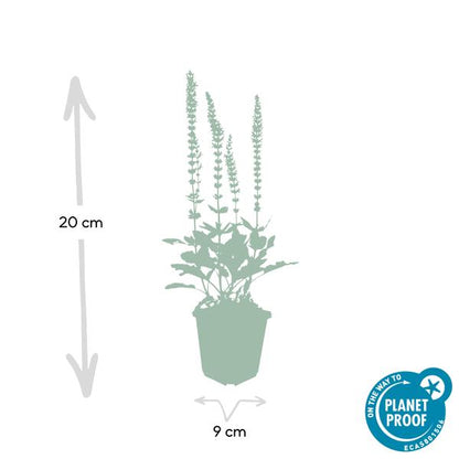 Blüten-Salbei Salvia nemorosa 'Ostfriesland' – 10–25 cm – Ø9 cm – 20 Pflanzen – Robuste, pflegeleichte Staude für Beete & Garten