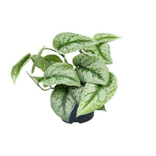 Scindapsus Pictus Trebie - Ø15cm - ↕25cm - Ø12cm - ↕15cm - Oasis of Life