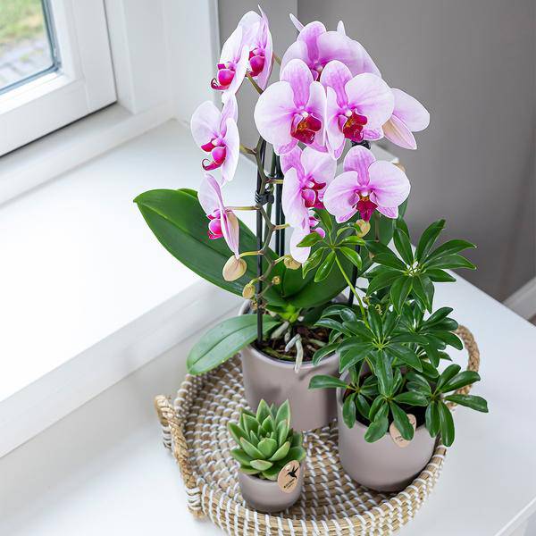 Kolibri Orchids | rosa Phalaenopsis Orchidee - Niagara Fall - Topfgröße Ø12cm | blühende Zimmerpflanze - frisch vom Züchter - Oasis of Life