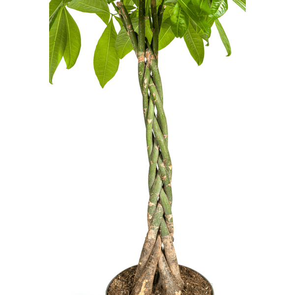 Pachira Aquatica Ø27cm - ↕140-150cm - Oasis of Life