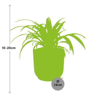 Grünlilie - Chlorophytum Comosum Variegatum - Zimmerpflanze + Topf Vibes Fold 14cm Rosa