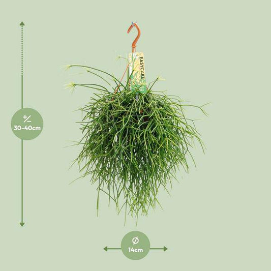 Korallenkaktus - Rhipsalis Pulchra - Zimmerpflanze - Ø14cm - ↕35cm 