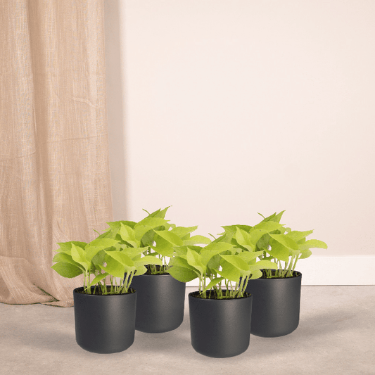 Efeutute - Epipremnum Golden Pothos Scindapsus - Zimmerpflanze - Ø12cm - ↕15cm - 4 Stück 