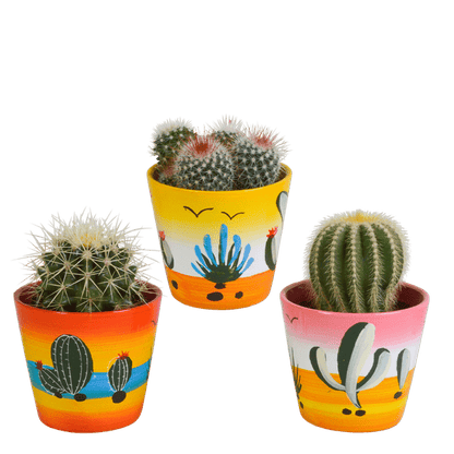Kaktus - Bolcactus - Mix - 8,5 cm - Zimmerpflanze - im Mexicaanse-Topf