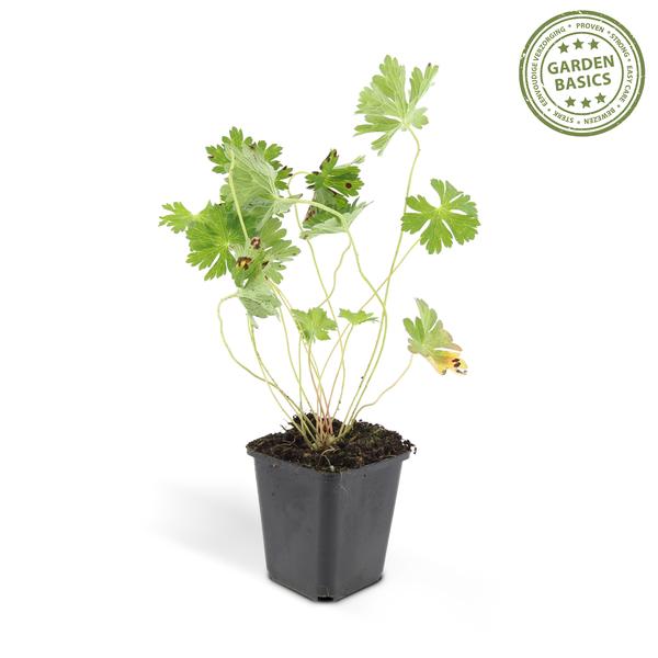 Storchschnabel Geranium Rozanne – Bodendecker & langlebige Blüherin – Ø9cm – ↕10-25cm – 20 Pflanzen – robust & pflegeleicht