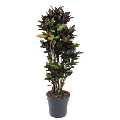 Wunderstrauch - Codiaeum Mrs Iceton - Zimmerpflanze - 140cm - ø31cm