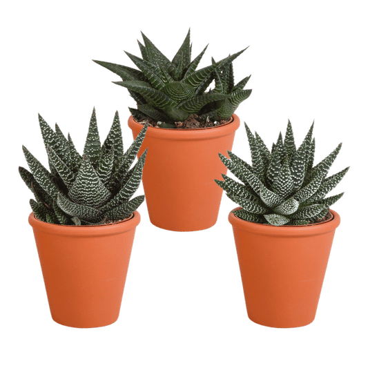 Sukkulente - Gasteria/Haworthia - Mix 8,5cm - 3 Stück + Topf 