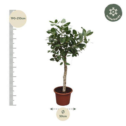 Banyan-Feige - Ficus Benghalensis - Zimmerpflanze - 200cm - ø50cm
